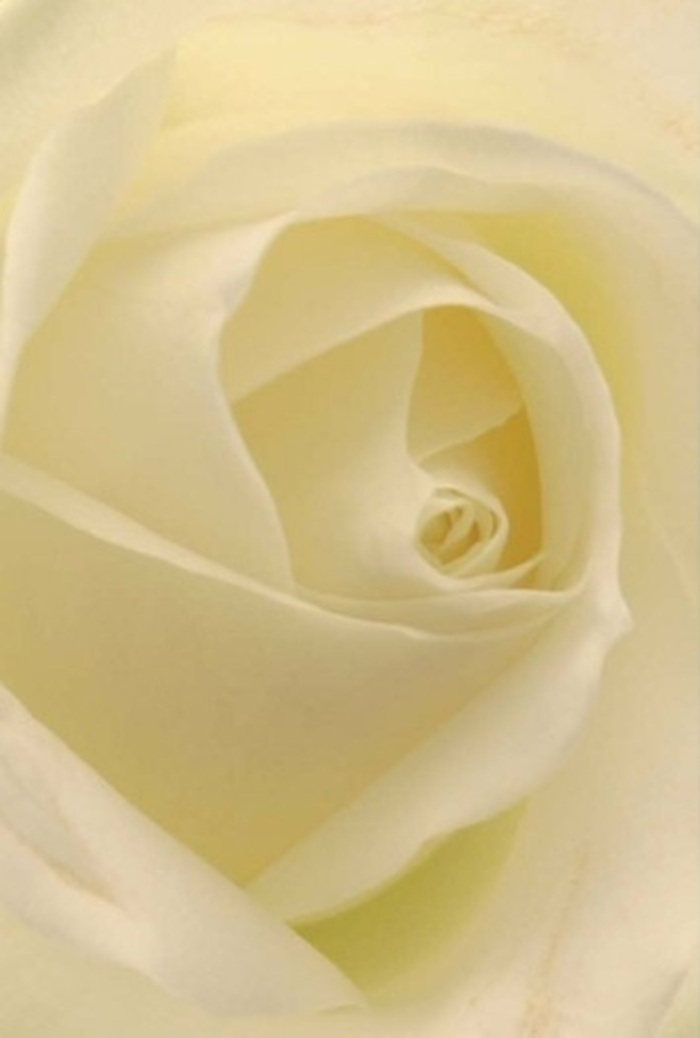 Viewed from so close, this white rose becomes a meditation on serenity and precision, its spiral core tightly composed and radiating subtle strength. Gentle gradients of cream, eggshell, and soft white blend seamlessly, their interplay enhanced by natural light reminiscent of a calm morning on Shacklewell's Newington Road. Each petal wraps delicately atop another, their surfaces a matte porcelain, with edges that catch a hint of luminous golden reflection, especially where the daylight slants in from above. The focus on intricacy is unmistakable, each rotation speaking to both purity and gentle resilience-qualities often cherished in meaningful bouquets for weddings, apologies, or moments of deep reflection. The surrounding air feels hushed, touched by a barely-there floral fragrance that whispers of freshness, echoing the tranquil aura of Hackney Downs just a few streets away. As a florist steeped in the traditions of Shacklewell, I'd choose this bloom for moments where elegance must be subtle, and emotion gracefully understated-its quiet perfection elevates any setting, from an intimate home gathering to a grand celebration nearby. It's an image that radiates refinement, artistry, and the enduring hope found within the heart of our community.